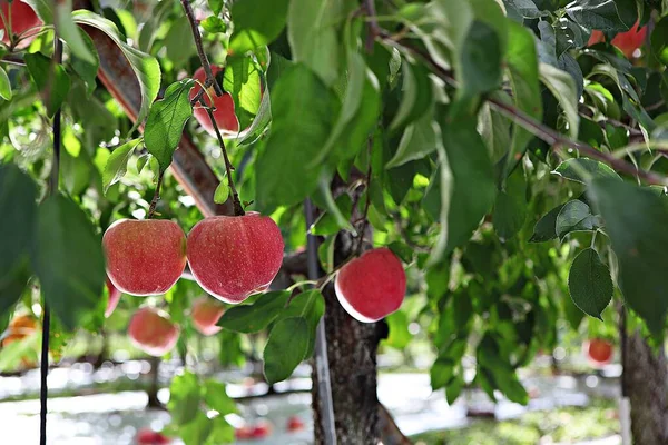 Koreanskt Matäpple — Stockfoto