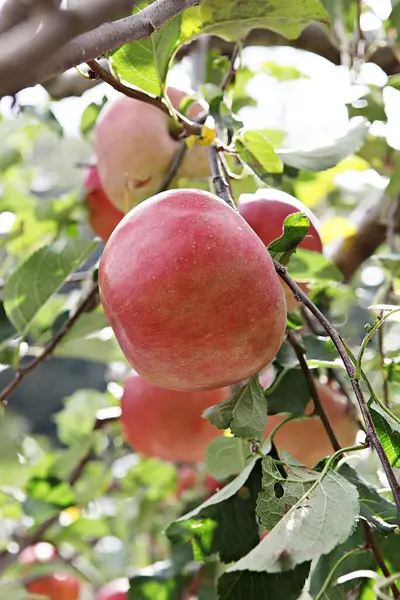 Korean Food Fruit Apple — Stock Photo, Image