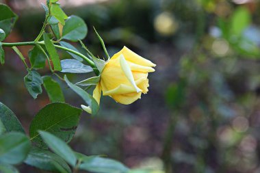 Bu Kore parkındaki bir gül çiçeği.