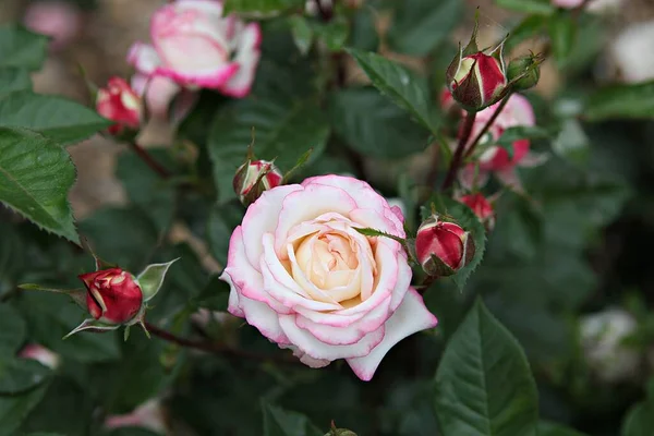 Квітка Троянди Парку — стокове фото