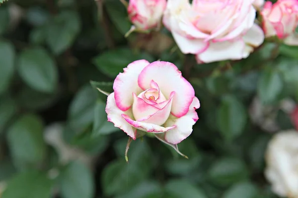 Est Une Fleur Rose Dans Parc Coréen — Photo