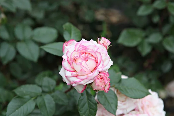 Detta Ros Blomma Koreanska Parken — Stockfoto