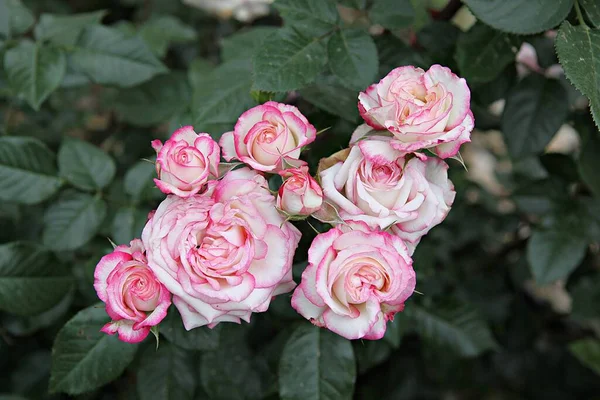 Esta Uma Flor Rosa Parque Coreano — Fotografia de Stock