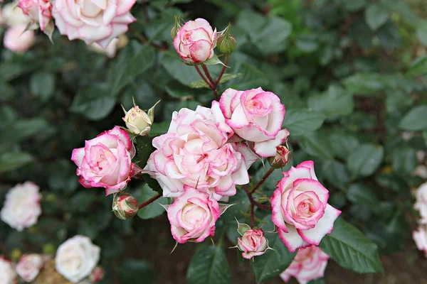 Квітка Троянди Парку — стокове фото