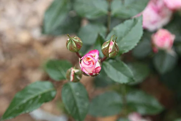 Detta Ros Blomma Koreanska Parken — Stockfoto