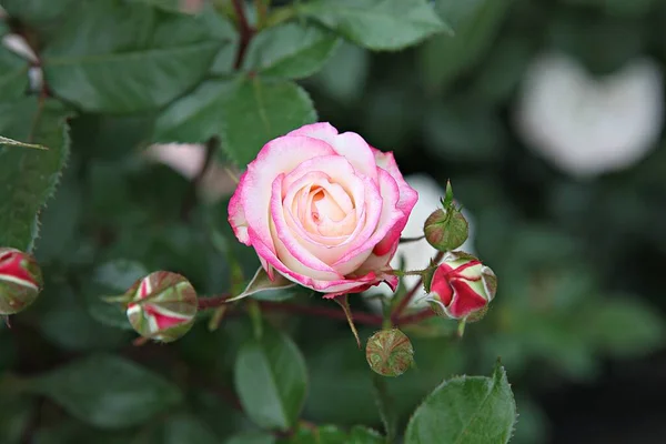 Detta Ros Blomma Koreanska Parken — Stockfoto