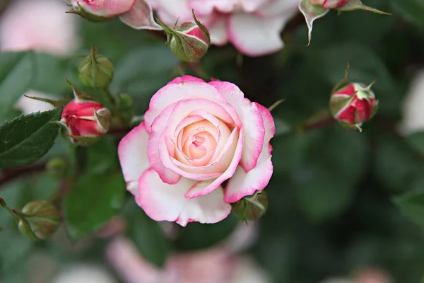 Questo Fiore Rosa Nel Parco Coreano — Foto Stock