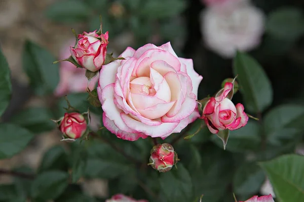 Dies Ist Eine Rosenblume Koreanischem Park — Stockfoto
