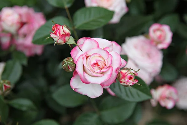 Αυτό Είναι Ένα Τριαντάφυλλο Λουλούδι Στο Κορεάτικο Πάρκο — Φωτογραφία Αρχείου