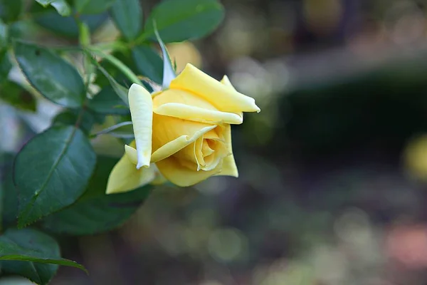 Questo Fiore Rosa Nel Parco Coreano — Foto Stock