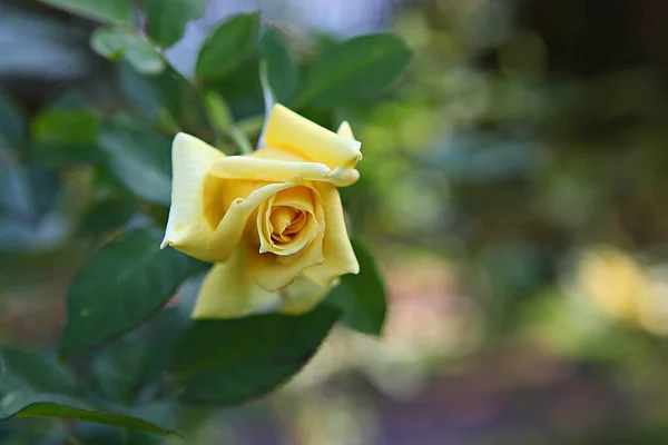 Esta Uma Flor Rosa Parque Coreano — Fotografia de Stock