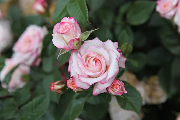 Detta Ros Blomma Koreanska Parken — Stockfoto