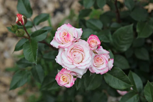 Questo Fiore Rosa Nel Parco Coreano — Foto Stock