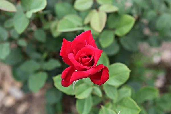 这是韩国公园里的一朵玫瑰花 — 图库照片