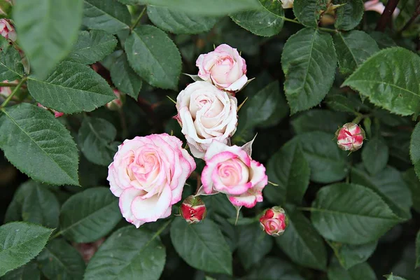 Questo Fiore Rosa Nel Parco Coreano — Foto Stock