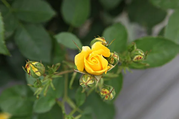 Esta Uma Flor Rosa Parque Coreano — Fotografia de Stock
