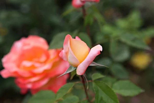 Dit Een Roos Bloem Koreaanse Park — Stockfoto