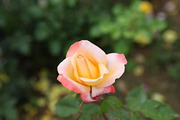 Esta Uma Flor Rosa Parque Coreano — Fotografia de Stock