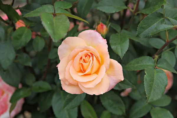 Dit Een Roos Bloem Koreaanse Park — Stockfoto