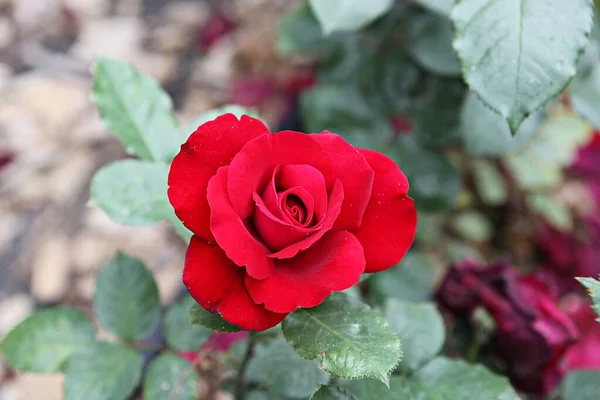 Esta Uma Flor Rosa Parque Coreano — Fotografia de Stock