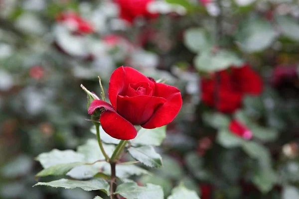Rose Flower Korean Park — Stock Photo, Image