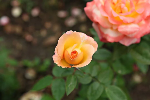 Esta Una Flor Rosa Parque Coreano — Foto de Stock