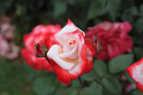 Dit Een Roos Bloem Koreaanse Park — Stockfoto