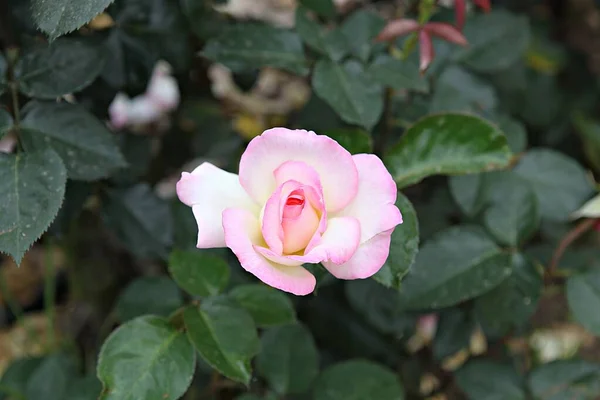 这是韩国公园里的一朵玫瑰花 — 图库照片