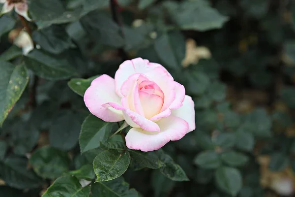 Αυτό Είναι Ένα Τριαντάφυλλο Λουλούδι Στο Κορεάτικο Πάρκο — Φωτογραφία Αρχείου