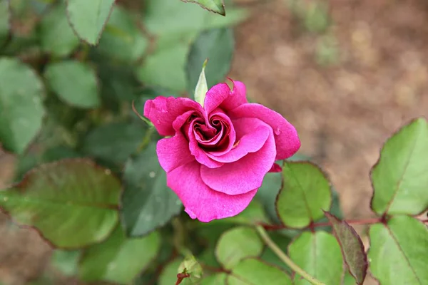 stock image this is a rose flower in korean park