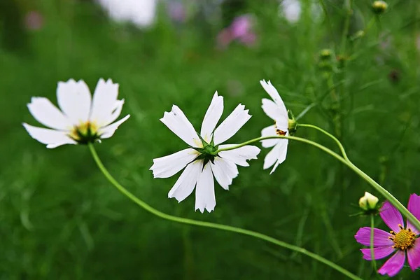 Este Cosmos Parque Coreano —  Fotos de Stock