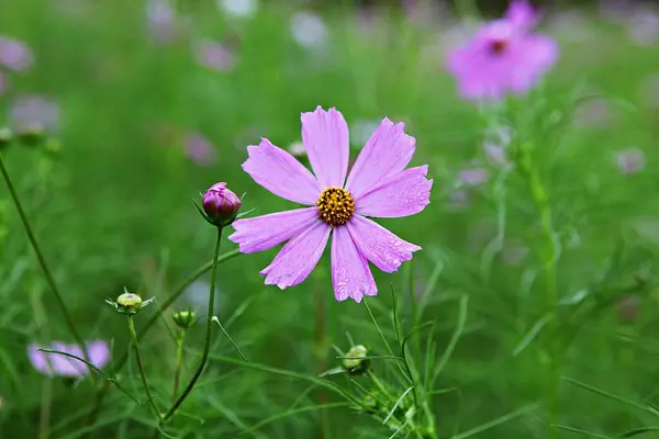 Cosmos Korean Park — Stock Photo, Image