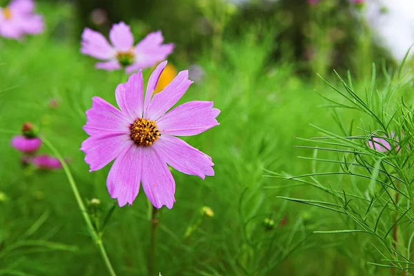 Isto Cosmos Parque Coreano — Fotografia de Stock