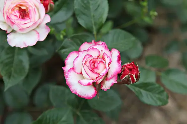 Rose Flower Korean Park Stock Photo