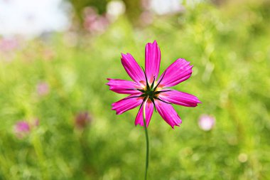 Bu Kore parkında bir kozmos.
