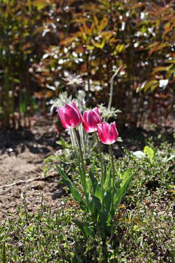 Bu Kore 'de bir lale.