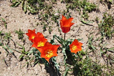 Bu Kore 'de bir lale.