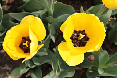 Bu Kore 'de bir lale.