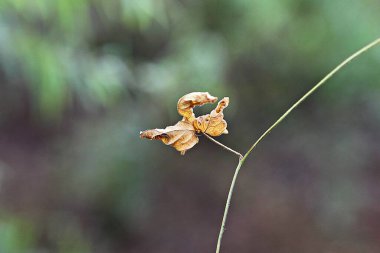 Kore 'de sonbahar yaprakları boyanıyor