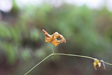 Kore 'de sonbahar yaprakları boyanıyor