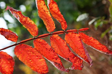 Kore 'de sonbahar yaprakları boyanıyor