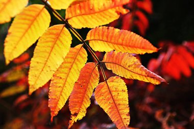 Kore 'de sonbahar yaprakları boyanıyor