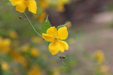 Kore parkında bahar çiçekleri