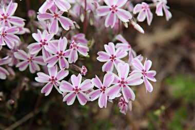 Kore parkında bahar çiçekleri