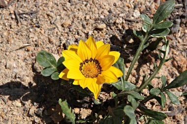 Kore parkında bahar çiçekleri