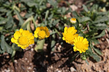 Kore parkında bahar çiçekleri