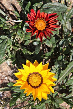 Kore parkında bahar çiçekleri