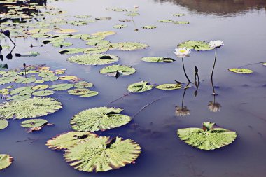 Kore parklarında bahar çiçekleri