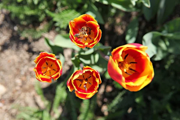 Isto Uma Tulipa Coreia — Fotografia de Stock