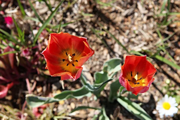 Tulip Korea — Stock Photo, Image